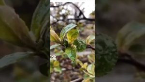 "Жароокерим.Созу:Маркабай. Ааматов. Обону: Белек. Бапытаева.