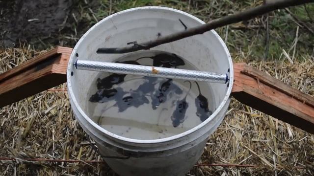 Две простые и эффективные ловушки на мышей (11 мышей за 1 ночь). смотреть онлайн