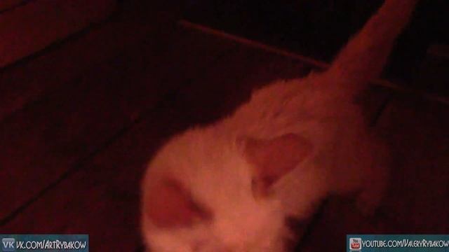 Кошка ЗАЯДЛАЯ Банщица - ПАРИЛЬЩИЦА. Кот в бане. смотреть онлайн