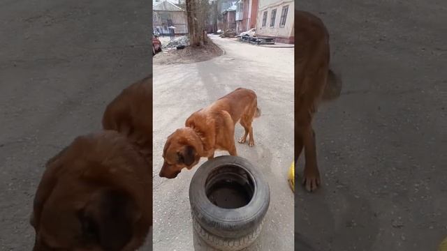 Анатолийская овчарка Вилли показывает предметы.