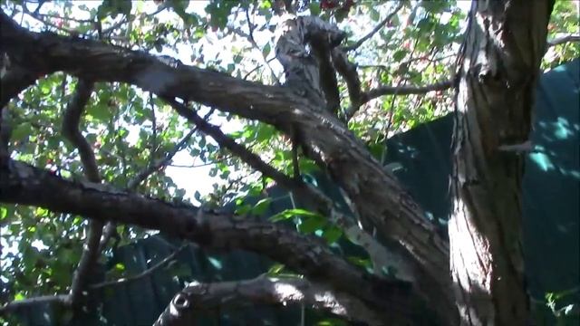 Размножение можжевельника. Простой способ. Верхозин Юрий. смотреть онлайн