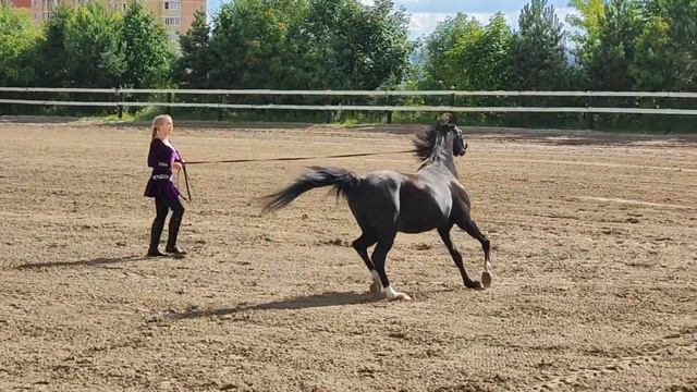 Вороной Арабский жеребец Теодор Бей. Арабские лошади.