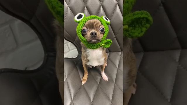 Это какой зверь? #чихуахуа #собака #chihuahua #dog #dogvideo  #funnyvideos #치와와 #チワワ #犬 #狗