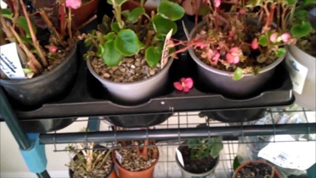 15F/-9C Crazy plant lady had a panic attack, emptied the greenhouse & filled the sunroom  😱