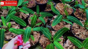 QUEEN ANTHURIUM WAROCQUEANUM