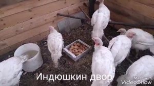 Индюкам 4 месяца