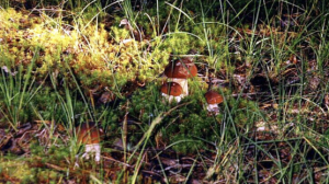 - Дары леса. Деревня Каменка. Воскресенский район. Нижегородская область. 19.07.2005