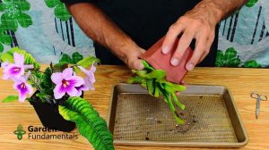 Streptocarpus (cape primrose) - Vegetative  Propagation ✂️🎊💎 Cloning FREE Plants