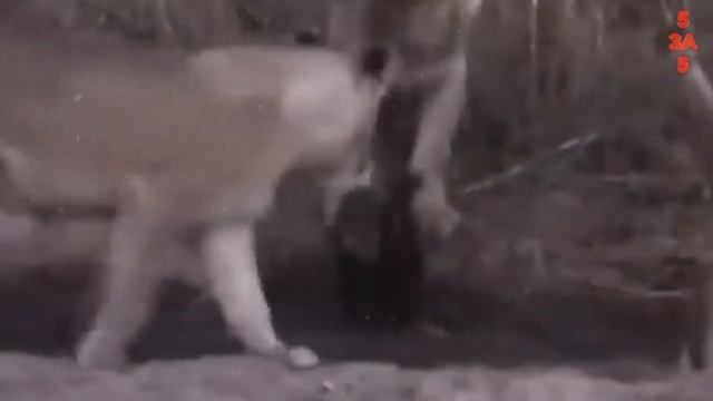 Медоед - самый неустрашимый зверь в деле! Нападает на львов леопардов и даже ядовитых змей смотреть онлайн