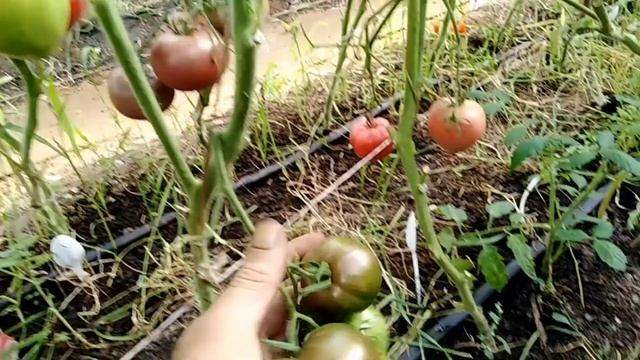 Томат Козула 138 (Kozula # 138). смотреть онлайн