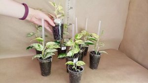 Эпипремнум Вайт Марбл 🌿можно забрать самовывозом в Москве или отправлю в ваш город почтой россии🚚