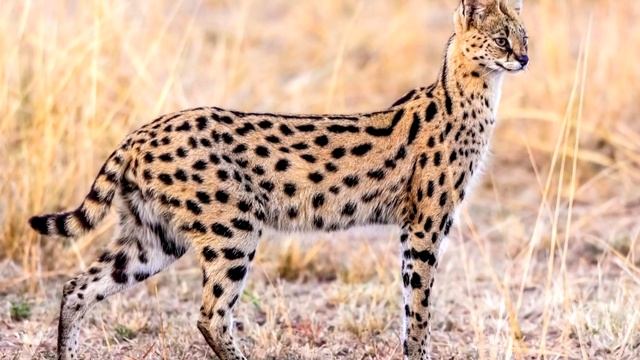 Сервал (кустарниковая кошка) - интересные факты. С Фото и Видео смотреть онлайн