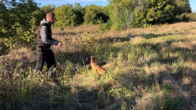 Занятие с 3-х месячным щенком бельгийской овчарки(малинуа), лежать и рядом, послушание, быстро,милы смотреть онлайн
