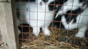 Моё хозяйство, кролики, Бабочка и Немецкий строкач