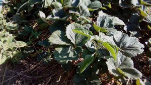 Уход за ремонтантной клубникой Сорт Альтесс