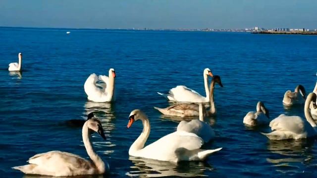 Лебеди в Анапе 2019 смотреть онлайн