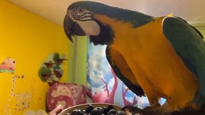 Попугай ара и голубика