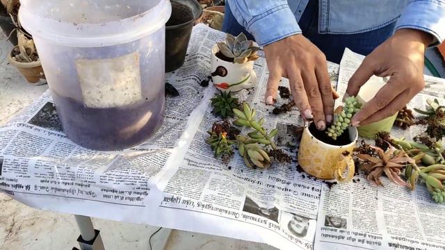 How To Plant Succulents Plant And What Soil Mix Should I Use In Tamil смотреть онлайн