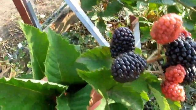 ЕЖЕВИКА. КАК ПРИЩИПКИ ПОВЛИЯЛИ НА УРОЖАЙ. смотреть онлайн