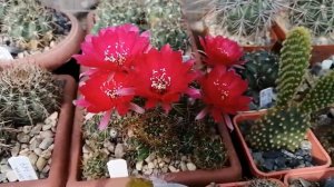 Цветёт Lobivia tiegeliana. #цветение #цветёт кактус #cactus