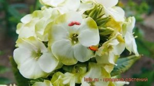 Флокс метельчатый Джейд (phlox paniculata) ? флокс Джейд обзор: как сажать рассада флокса Джейд