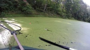 Щука на кружки. Ловля щуки на живца