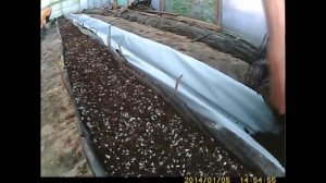 как сажать и выращивать огурец подготовка к высадке финские колбаски