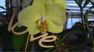 Орхидеи. Расцвела Yara Brioht