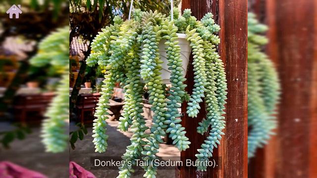 30 Hanging Succulent Plants With Secret Beauty!