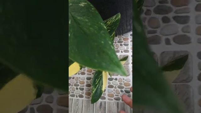 Monstera Standleyana Yellow Variegated | Fazza Nursery - Popular Plants