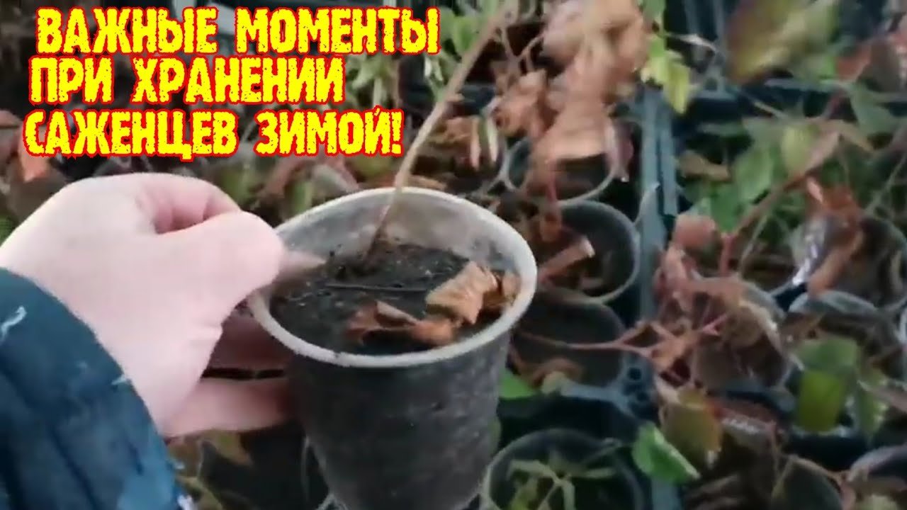 ВАЖНЫЙ МОМЕНТ, ПРИ ХРАНЕНИИ САЖЕНЦЕВ ЗИМОЙ!