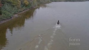 Схватка  волка и лося в озере