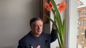 Про выращивание гиппеаструма