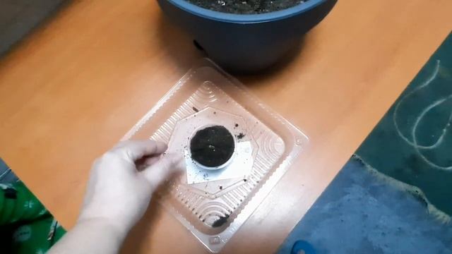 Гиппеаструм. Отделение и посадка детки. смотреть онлайн