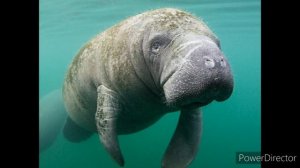 Octonauts A to Z Real Creatures