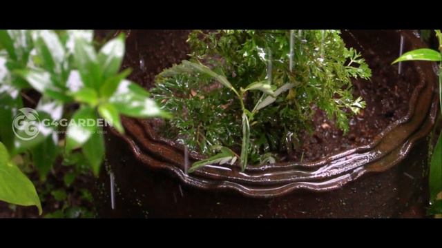 ചെടികളുടെ മഴക്കാല പരിചരണം/Monsoon Care For Plants/plant care/Rainy season garden care tips malayala