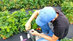 Клубника Лия сахарная. Брикс.