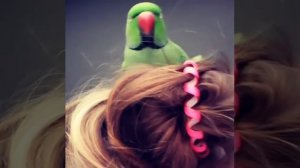 Попугай рычит как тигр)\Indian Ringneck parrot
