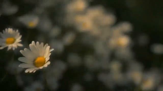 Ромашковое лето смотреть онлайн