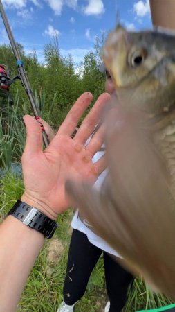 Рыбалка, первый карась!!! #хочуврек #карась #рыбалка #природа #fishing #fish #shorts