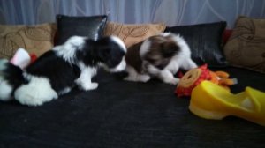 ПРОДАЖА ЩЕНКОВ ШИТЦУ