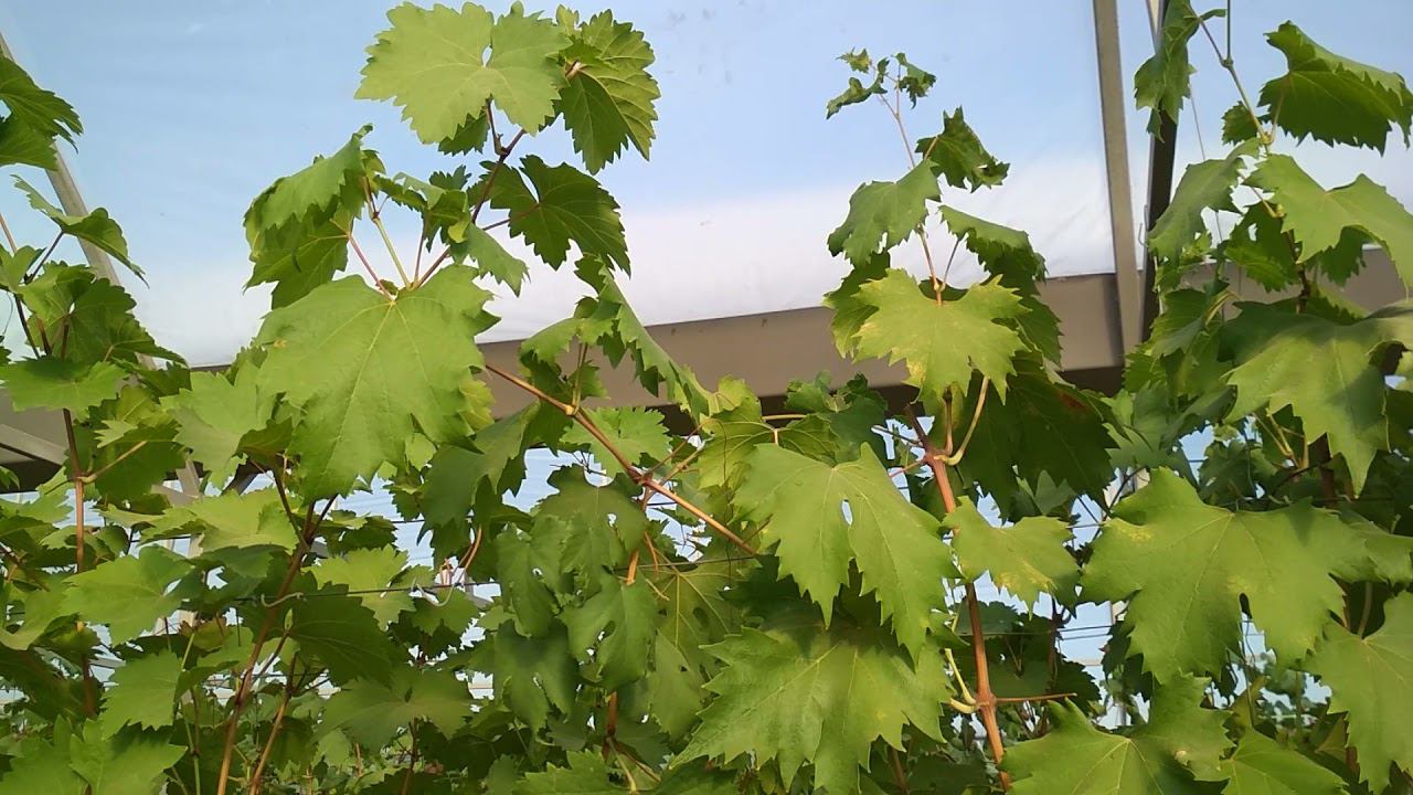 Предварительные работы на винограднике.