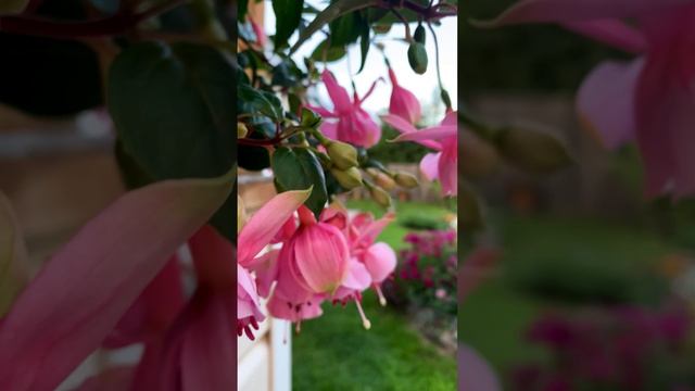 Фуксия Pink Galore.