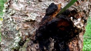 Как выглядит гриб-чага.