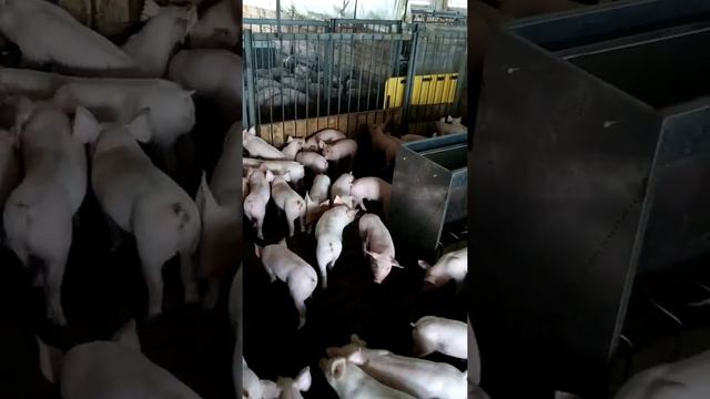 12 кг бекон хермитаж генетика Датская селекция смотреть онлайн