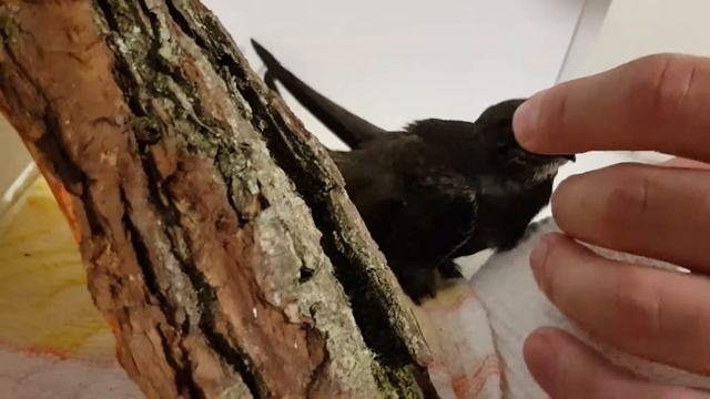 Кормление стрижа, птенец смотреть онлайн