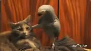 Папугай пугает кота )