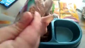 Чем я кормлю канадских сфинксов