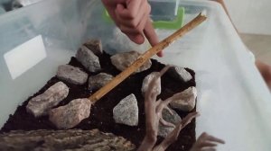 содержание богомола и уход кормление богомол