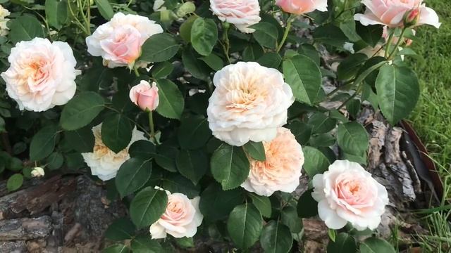 Такая необычная англичанка Инглиш Гарден!! Rose English Garden смотреть онлайн